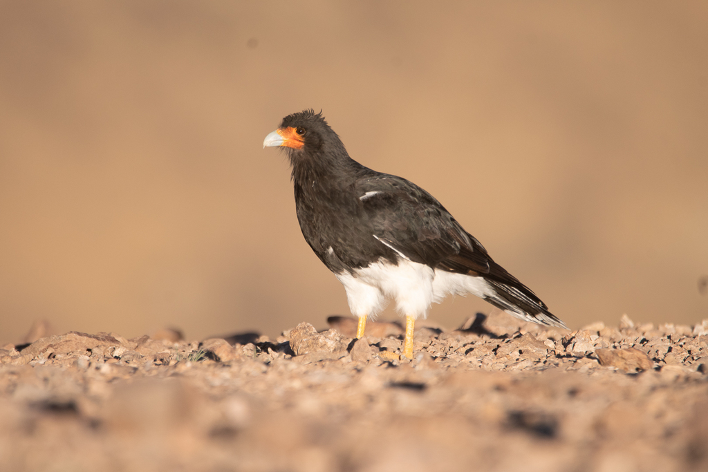 Mountain Caracara photo