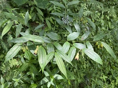 Disporum