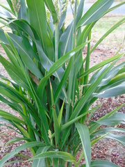 Poaceae