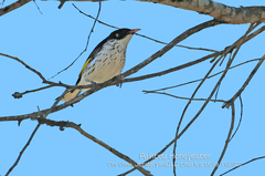 Grantiella picta