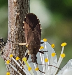 Dicranocephalus medius