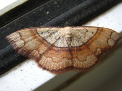 Pylargosceles steganioides