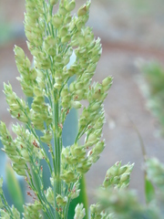 Poaceae