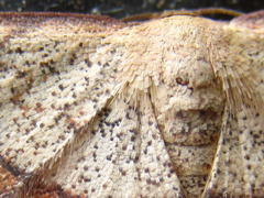 Pylargosceles steganioides