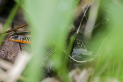Eutropis macularia
