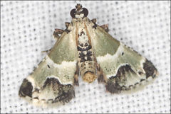 Arescoptera idiotypa