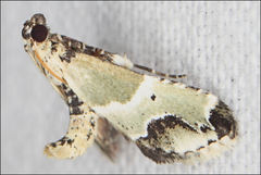 Arescoptera idiotypa