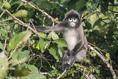 Trachypithecus phayrei