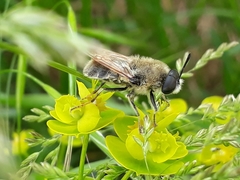 Stratiomys longicornis