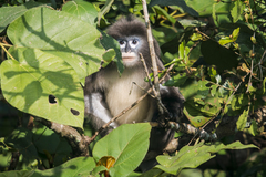 Trachypithecus phayrei
