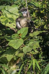 Trachypithecus phayrei