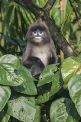 Trachypithecus phayrei