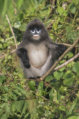Trachypithecus phayrei