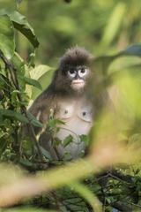 Trachypithecus phayrei