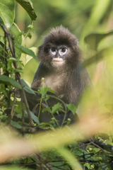 Trachypithecus phayrei