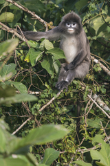 Trachypithecus phayrei