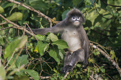 Trachypithecus phayrei
