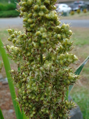 Poaceae