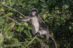 Trachypithecus phayrei