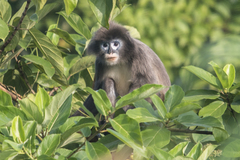Trachypithecus phayrei