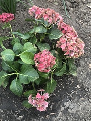 Hydrangea