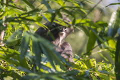 Trachypithecus phayrei