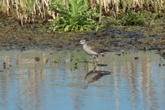 Tringa glareola