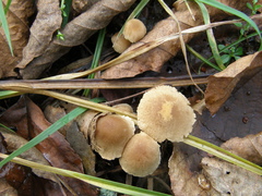 Naucoria escharioides