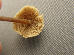 Naucoria escharioides