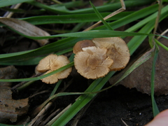 Naucoria escharioides