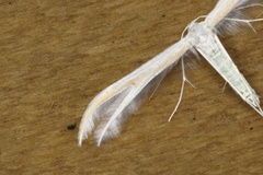 Pterophorus monospilalis
