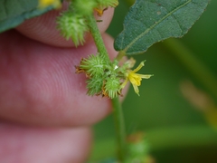 Triumfetta pentandra