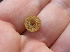 Naucoria escharioides