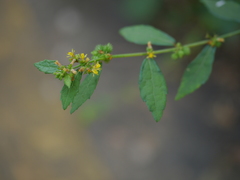 Triumfetta pentandra