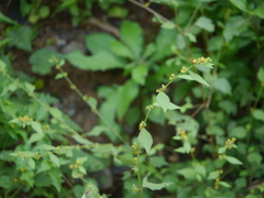 Triumfetta pentandra