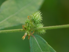 Triumfetta pentandra