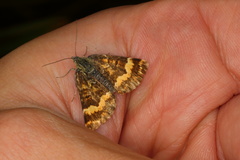 Dasyuris partheniata