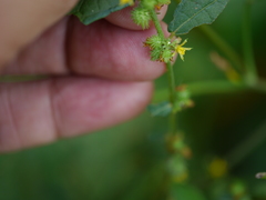 Triumfetta pentandra