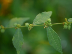 Triumfetta pentandra