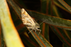 Dasyuris partheniata