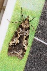 Eudonia characta