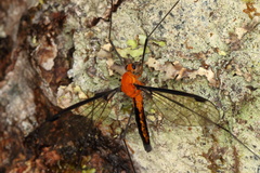 Aurotipula