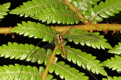 Leptotarsus subtener