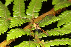 Leptotarsus subtener