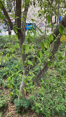 Magnolia × alba