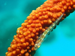 Bryaninops