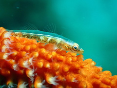 Bryaninops