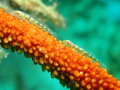Bryaninops