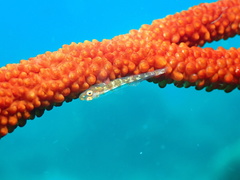 Bryaninops