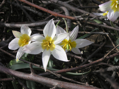 Tulipa patens